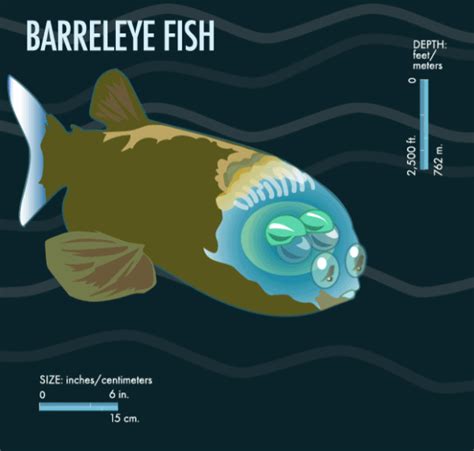 pacific barreleye fish|Researchers solve mystery of deep.